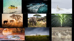 2016 National Geographic Nature Photographer of the Year 6