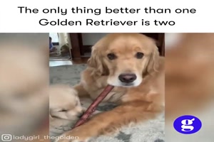 2 x Golden Retriever