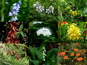 Botanische tuin Kerkrade - Botanischer Garten Kerkrade