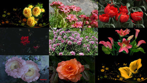 De jolies fleurs en HD - Hübsche Blumen in HD