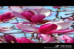 Blooming magnolia - Blhende Magnolie