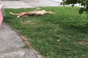 Kätzchen springt auf Hund
