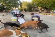 Hunde-Fütterung