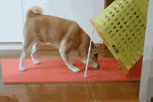 Ein schlaues Tier