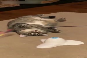 Faule-Katze.mp4 auf www.funpot.net