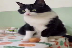 Eine-freche-Katze.mp4 auf www.funpot.net
