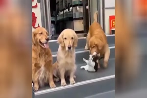 Hund-holt-Katze-fürs-Foto.mp4 auf www.funpot.net