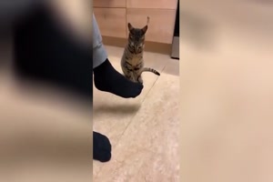 Katze-kann-einfach-nicht-widerstehen.mp4 auf www.funpot.net