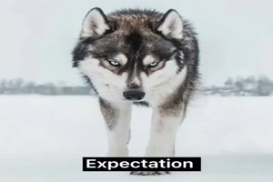 Huskies Erwartung und Realität
