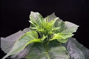 Sonnenblume-wächst-heran.mp4 auf www.funpot.net