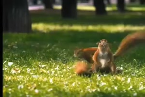 hypnotisierte Eichhörnchen