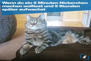 wenn-du-verschlafen-hast.mp4 auf www.funpot.net