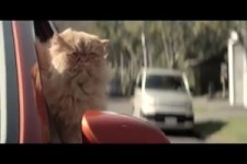 wenn die Katze total auf ein Auto steht