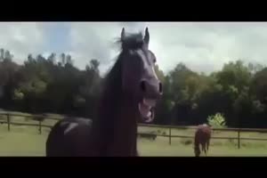 Pferde lachen autowerbung