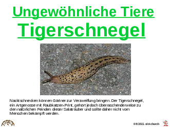 ungewhnliche Tiere - Tigerschnegel