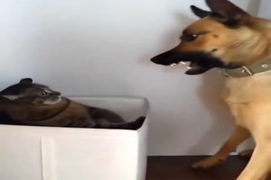 Hund-wehrt-sich.mp4 auf www.funpot.net