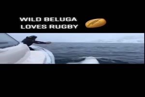 Wilder Beluga liebt Rugby spielen