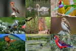 Birds-8.ppsx auf www.funpot.net