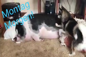 Montag-morgen.mp4 auf www.funpot.net