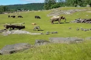 Elephants Sloni