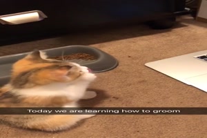 Katzen-Lernvideo