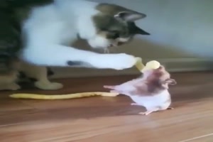 Hamster und Katze