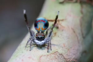 Coole Spinnen-Tnze