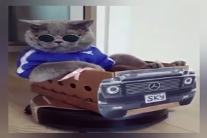 Katze-wünscht-dir-ein-schönes-Wochenende.mp4 auf www.funpot.net