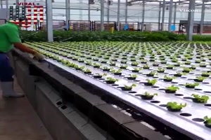 Salat maschinell anbauen