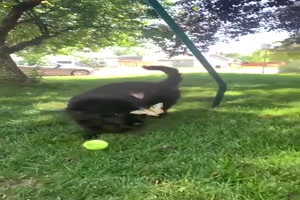 Hund-und-Schmetterlinge.mp4 auf www.funpot.net