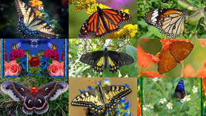 Wunderbare Schmetterlinge