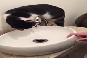 Katze am Wasserhahn