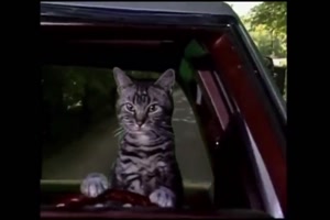 Katze fährt Auto