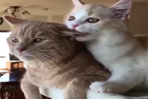 Best Cat Funny Moments - Beste lustige Katzenmomente