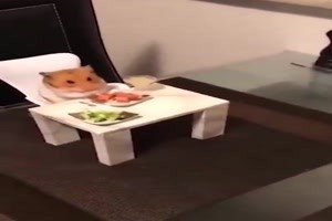 Hamster isst zu Abend