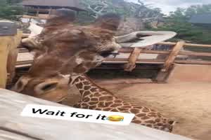 Eingebildete Giraffe