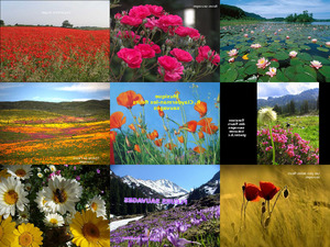 wild-flowers-fleurs-sauvages