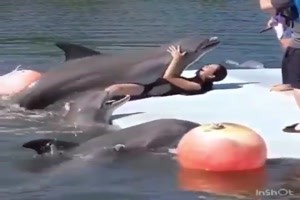 der Delphin hat seinen Spass