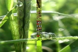 der-Herbst-kommt.mp4 auf www.funpot.net
