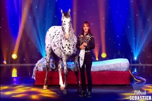 Pferde-Show