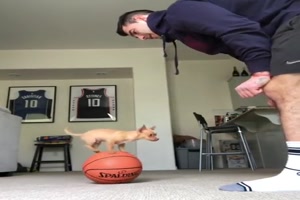Hund balanciert auf Ball