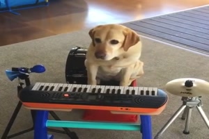 Musikalischer Hund