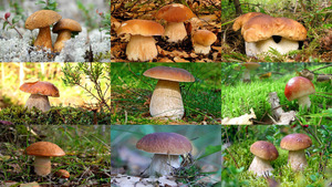 MUSHROOMS.ppsx auf www.funpot.net