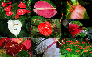 Anthuriums---Anthurien.ppsx auf www.funpot.net