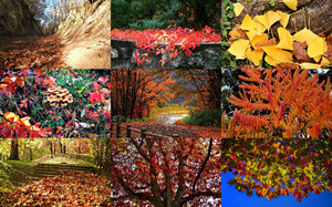 Autumn-Foliage---Herbstlaub.ppsx auf www.funpot.net