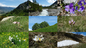 Fafleralp Wallis - AlpenAnemone