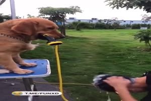 Hund gibt noch einen Spritzer Haarwasser dazu