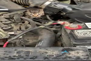 Katze im Motorraum