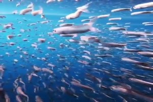 Was-für-ein-toller-Fisch-Schwarm.mp4 auf www.funpot.net