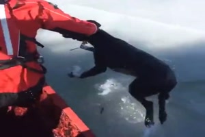 Hund aus dem Eis gerettet